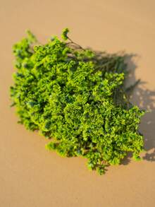 25/50/100/300 件春季花束新品，小满天星残留茎，天然满天星，婚礼装饰，贺卡。