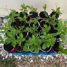 Together Gift 500 Pieces Water Lily. Jewels From Opar, Suriname Spinach (Talinum Triangulare) Earth Ginseng Seeds