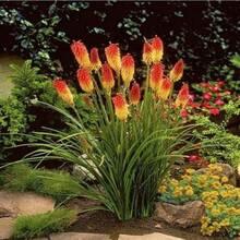 Ready To Plant 20 Seeds Of Yellow Hot Poker Mix Kniphofia Uvaria - 變體1 - 查看 2