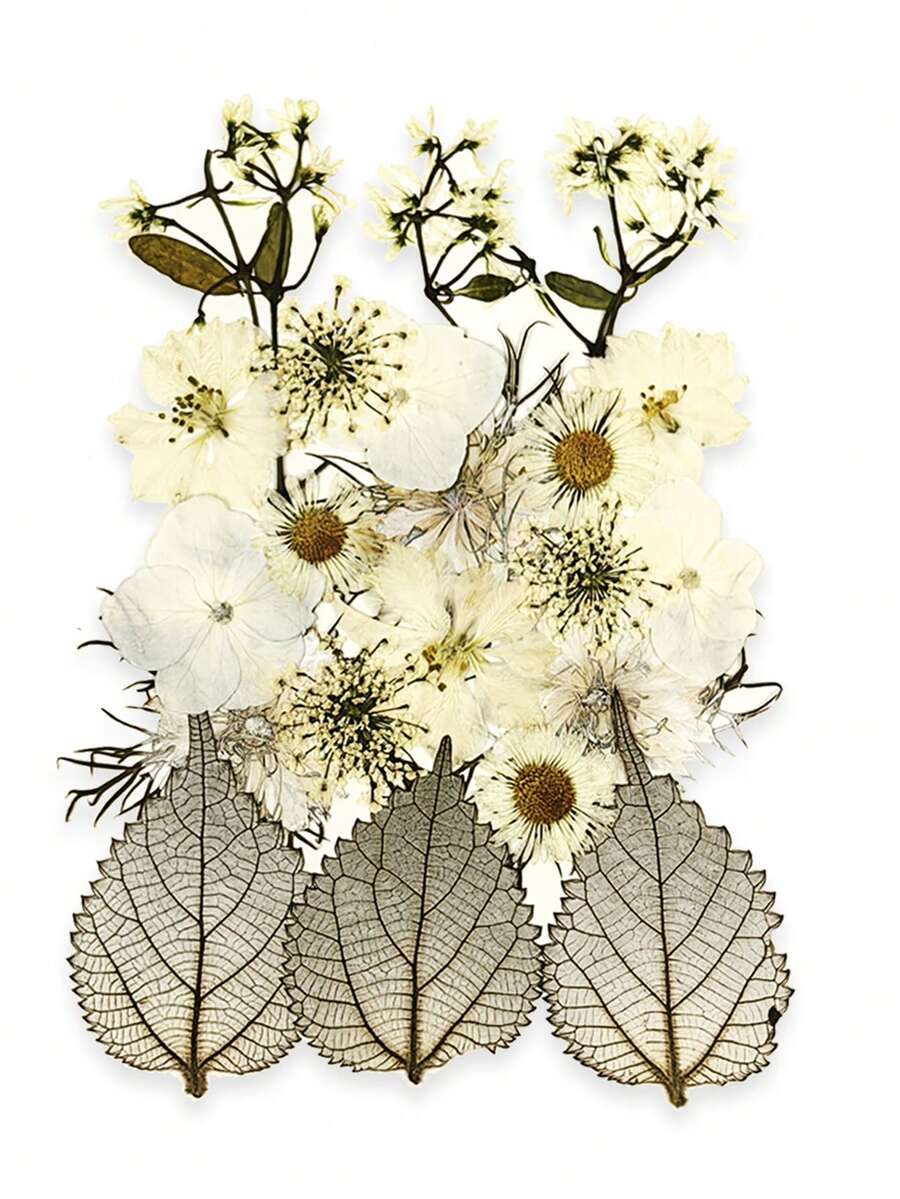 21pcs  White Dried Pressed Flowers And Leaves, Epoxy Resin, Candle Making, Photo Frame Making,DIY Crafts - Pressed Flowers For Creative Projects - White - View 1
