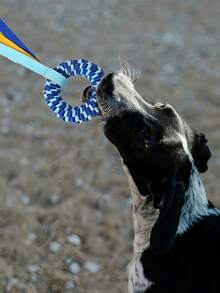 Dog Outdoor Donut Shaped Tug Of War Interactive Toy