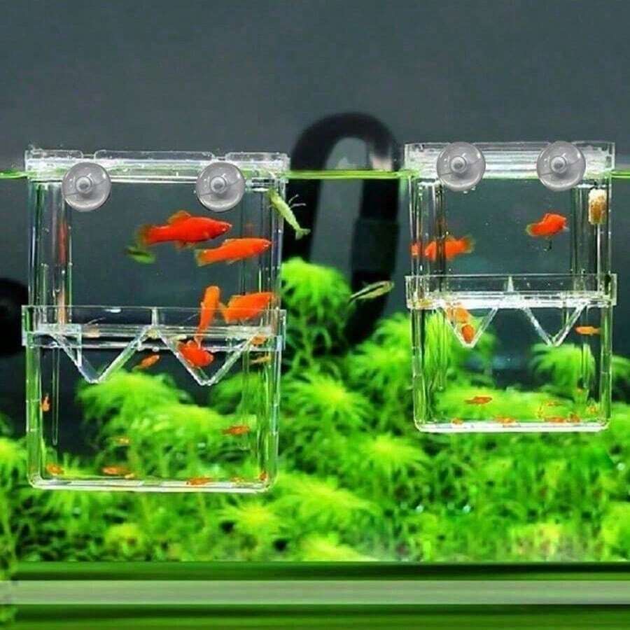 多功能高清晰度鱼类繁殖隔离盒水族箱繁殖器鱼缸双孔雀鱼孵化器