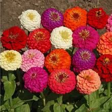 Gift 500 Pieces 1000 Seeds Annual Petunia Lilliput Seed Mix For Planting - 1000 Seeds - - View 3