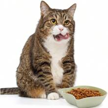 6 Piezas Tazones para Gatos - Tazones de Agua y Comida para Gatitos y Cachorros, Tazón de Plástico PP Multiusos para Mascotas Gatos/Perros/Animales Pequeños, Tazón de Alimentación y Agua para Mascotas, Diseño Lindo, Azul Rosa Verde.