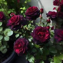 Gift 500 Pieces 100 Pieces Seeds Of Intense Romance: Blooming Black Baccara Roses For A Blooming Garden Of The Pass