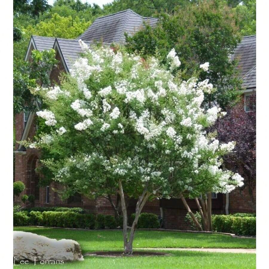 Plant Flowers Milkweed Seedlings 7 S Milkweed Rapid Growth For Root Formation Plant