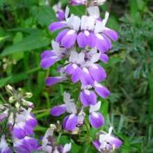 Chinese Houses Heirloom Flower 50 Seeds - Native Wildflower, Checkerspot Butterfly Host, Collinsia Heterophylla - 變體 1 - 查看 4