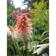 Ready To Plant 20 Seeds Of Yellow Hot Poker Mix Kniphofia Uvaria - 變體1 - 查看 5