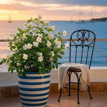 50 Pieces Climbing Jasmine Seeds, Outdoor Perennial Flower Seeds, Perennial Ground Cover Seeds, Creeping Lawn Seeds, Outdoor House Plants, Flower Seeds For Planting, Medicinal Herb Seeds, Vegetable Seeds, Fruit Seeds, Garden Horticulture Seeds, Local Delivery