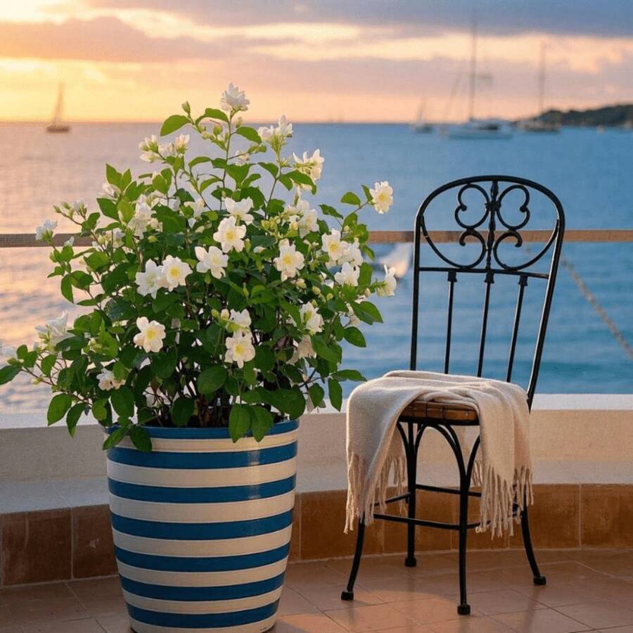 50 Pieces Climbing Jasmine Seeds, Outdoor Perennial Flower Seeds, Perennial Ground Cover Seeds, Creeping Lawn Seeds, Outdoor House Plants, Flower Seeds For Planting, Medicinal Herb Seeds, Vegetable Seeds, Fruit Seeds, Garden Horticulture Seeds, Local Delivery