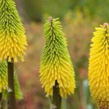 Ready To Plant 20 Seeds Of Yellow Hot Poker Mix Kniphofia Uvaria - 變體1 - 查看 9