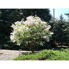 Fast-Growing 60 Pieces Of White Japanese Lavender Seeds - Extremely Fragrant, Suitable For Home Gardens - 60 - 查看 2