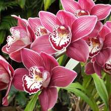 50 Pieces Flowers Orchid Boat Orchid Evergreen Perennial Attracts Bees Suitable For Beginners Indoor Plant - 50件 - 查看 3