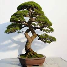 Black Pine Bonsai, Planting Garden Decoration Outdoor Flowers, Plants, Fruits And Vegetables Planting Suitable For Plant Lovers As A Gift From Nature