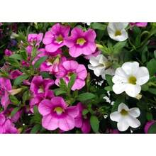Gift Set 500 Pieces 2000 Mixture Petunia Seeds For Planting Mixed Rainbow Colors Bonsai Hanging Petunia Seeds For Outdoor Containers, Baskets Or Pots Fresh Garden Seeds - Variant1 - View 7