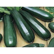 Together Gift 500 Pieces Gift 500 Pieces 10 BLACK BEAUTY Zucchini Pumpkin -  - NON GMO - FRESH - BIO - 變體1 - 查看 9