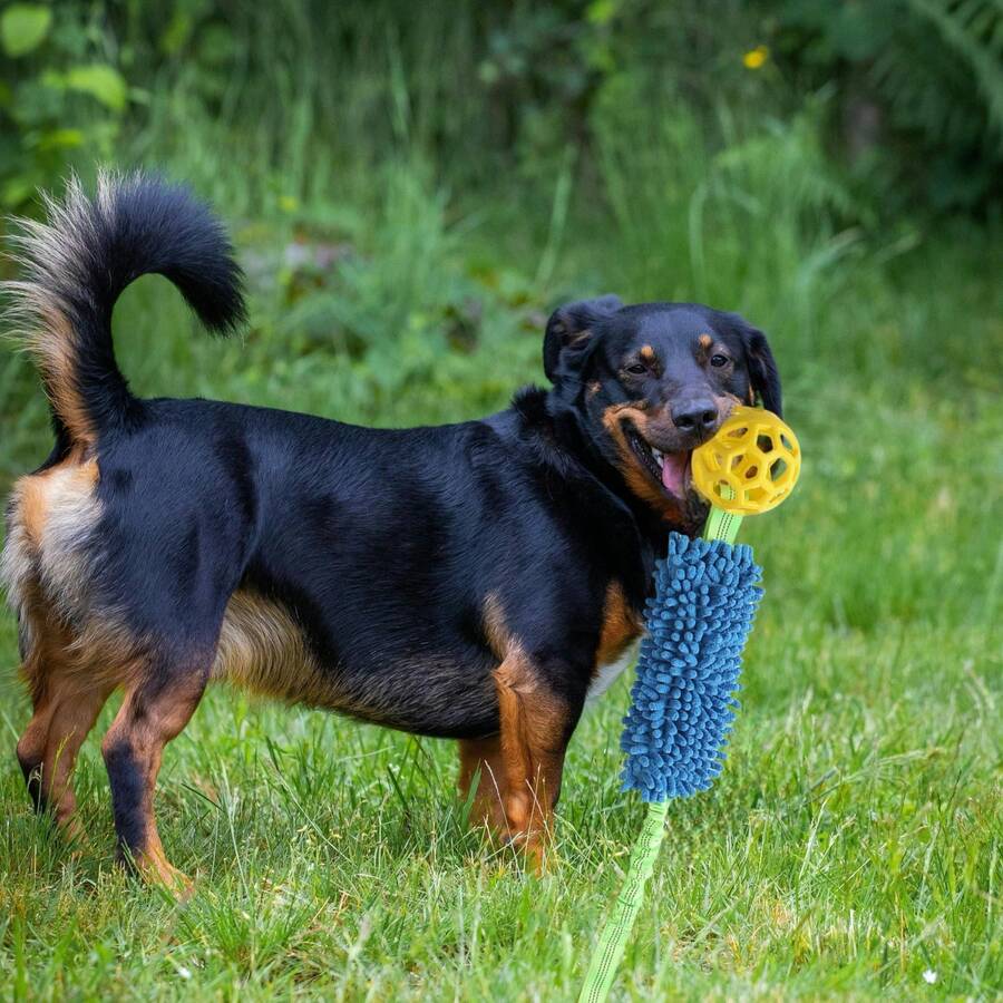 1 Piece Interactive Essential Soft Rubber Chew-Resistant Colorful Dog Toy With Squeaker - Noisy Pet Ball