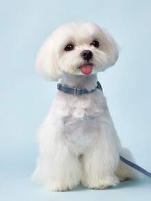 PETSIN 1入組恐龍裝飾寵物背帶和1入組寵物牽引繩適用於狗狗和貓適用於戶外 - 彩色 - 查看 2