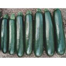 Together Gift 500 Pieces Gift 500 Pieces 10 BLACK BEAUTY Zucchini Pumpkin -  - NON GMO - FRESH - BIO - 變體1 - 查看 3