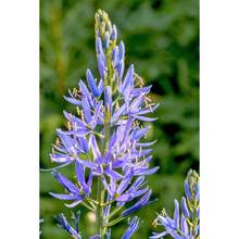 30 Pieces Blue Large Camassia Flowers (Camassia Leichtlinii), Great Camassia, Quamasia, Native Flowers, Cold Resistant And Suitable For All Seasons, Suitable For DIY Gardens, Home Garden Plants, Vegetable Seeds , Hosta Plants, Garden Flower Seeds, Plants For Outside, Semillas De Flores Para Sembrar, Garden , All  Plants For Outside, Mosquito Repellent Garden Plants, Seeds For Planting, Perennial Flower Seeds, Plant Seeds