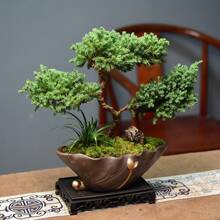 Black Pine Bonsai, Planting Garden Decoration Outdoor Flowers, Plants, Fruits And Vegetables Planting Suitable For Plant Lovers As A Gift From Nature