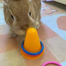 1 Set Ice Cream Cone Shaped Rabbit Puzzle Toy, Interactive Training Toy, Durable Chew Toy Suitable For Small Pets, Assorted Colors - Multicolor - View 7