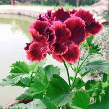 100 Mixed Geranium Seeds, Flame Geranium, Perennial Flowering Garden Plants, Shrub Seeds, Potted Plants, Essential For Gardens, Flower Seeds Outdoor Flowers Plants Gardening Nature - 100Pcs - View 3