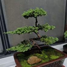 Black Pine Bonsai, Planting Garden Decoration Outdoor Flowers, Plants, Fruits And Vegetables Planting Suitable For Plant Lovers As A Gift From Nature