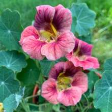Ladybird Rose Nasturtium 30 Seeds, Cream And Pink With Purple Hue Nasturtiums