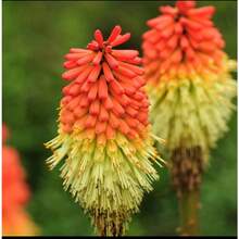 Ready To Plant 20 Seeds Of Yellow Hot Poker Mix Kniphofia Uvaria - 變體1 - 查看 8