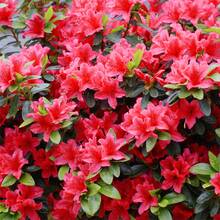 100 Mixed Azalea Rhododendron Simsii Seeds For Planting - Vivid Colors To Brighten Your Garden - 100 - View 3