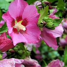 200 Pieces Of Chrysanthemum Seedlings For A Vibrant Garden