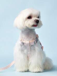 PETSIN Cat Leash To Prevent Escape, Pet Chest Harness Leash For Small Kittens, Outdoor Cat Strap, Pet Loss Prevention Accessories