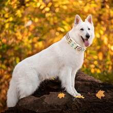 Elegant Little Tail Dog Collar Cute Dog Pet Collars Puppy Adjustable Dog Collars