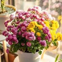 Gift 500 Pieces 1000 Seeds Annual Petunia Lilliput Seed Mix For Planting - 1000 Seeds - - View 4