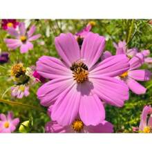 Together Gift 500 Pieces Seeds Pink Outdoor Flower Seeds For Planting - 100粒種子 - 查看 3