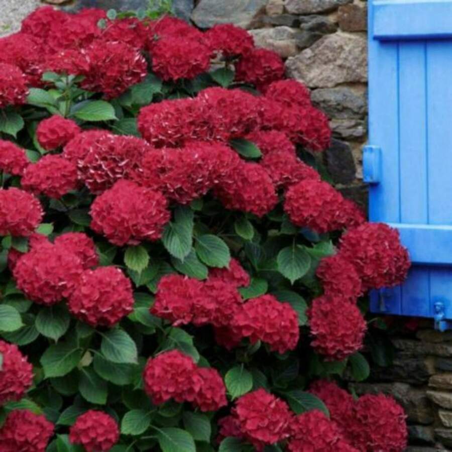 300 Red Hydrangea Seeds, Large Leaf Hydrangea Garden Seeds, Various Succulents