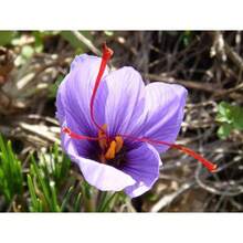 Neekseed Garten - 215 High Yield Saffron Seeds + 10 B Bulbs Autumn Planting, Purple Flowers Premium Spice Bulbs