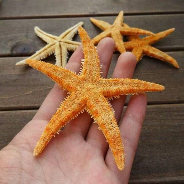 Set de 3 piezas de estrellas de mar, conchas y conchas marinas para decoraciones de fiesta de cumpleaños, bodas, accesorios colgantes con pegamento para manualidades, paisajismo de pecera, decoración del hogar
