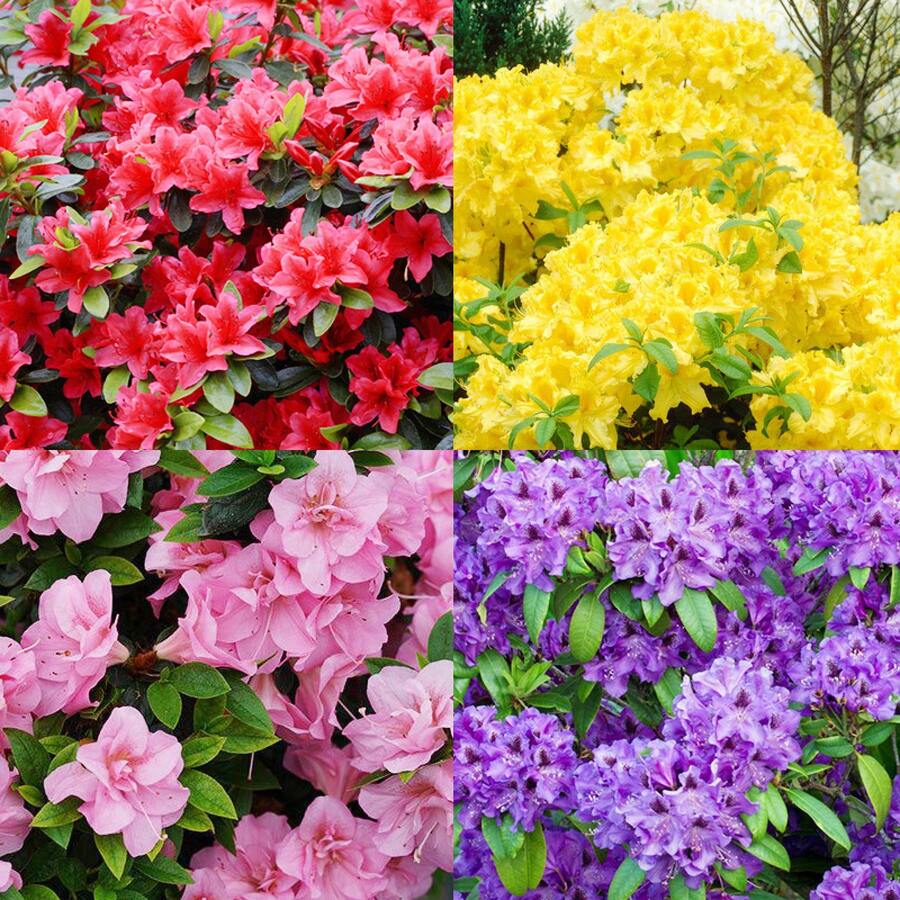 100 Mixed Azalea Rhododendron Simsii Seeds For Planting - Vivid Colors To Brighten Your Garden - 100 - View 1