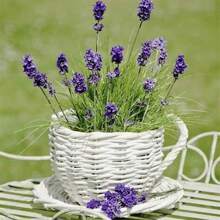 Heirloom English Lavender Garden Fruits - 1000+ Fragrant And M Plants Live  Vegetable Fruits Hosta Plants Live Plants Garden Flowers Fruits Plants For Outdoor Mosquito Protection Outdoor Garden Square Plants Seeds For Planting Live Plants  Not Seeds Square Flowers Seeds Plant Seeds - 1Pack - 查看 1