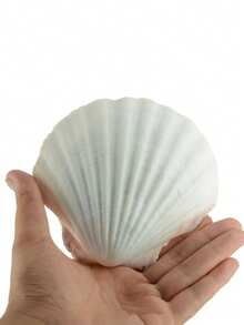 20 piezas de conchas de vieira naturales, conchas de mar blancas, adecuadas para manualidades DIY y decoración del hogar - Blanco - Ver 7