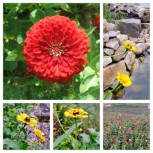 100PCS Grams A Packet Of Bermudagrass Seed - 5g Packet - View 1