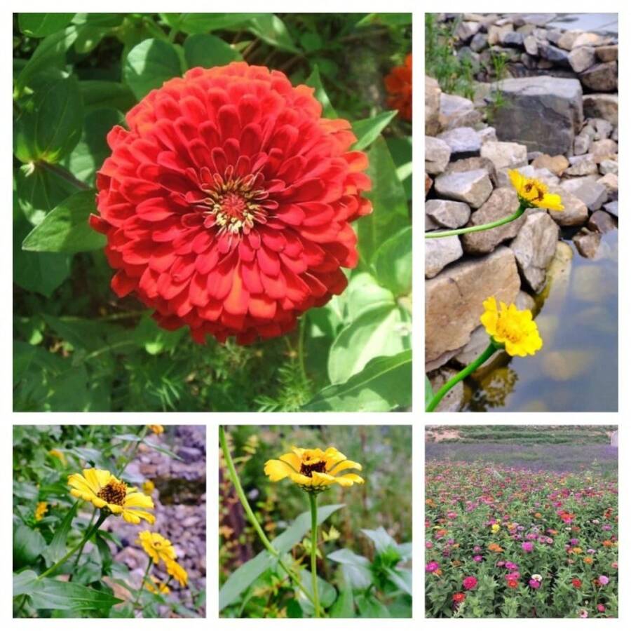 100PCS Grams A Packet Of Bermudagrass Seed - 5g Packet - View 1