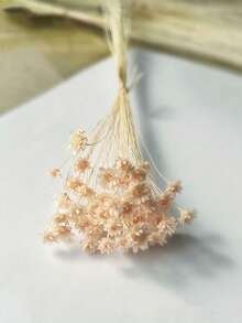 30/60/100/200枝星形干花，迷你雏菊干花，干花插花，DIY花卉材料，家居装饰