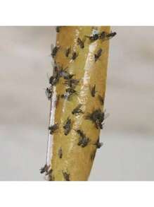 高效物理捕蝇器 | 强力粘蝇纸 | 捕捉多种苍蝇、蚊子和昆虫 | 悬挂设计节省空间、实用且美观 | ABS 优质耐用材料 | 无味 | 易于使用和清洁 | 有 4 片/8 片/12 片/16 片/20 片包装可供选择 | 适用于室内和室外害虫防治