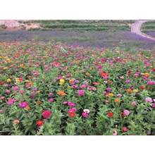 100PCS Grams A Packet Of Bermudagrass Seed - 5g Packet - View 2