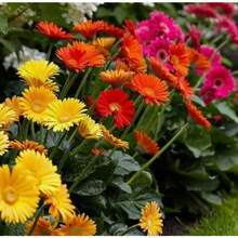 277pcs Gerbera Flower Seeds Mix For Planting Home Garden Flower Seeds - 277 - View 2