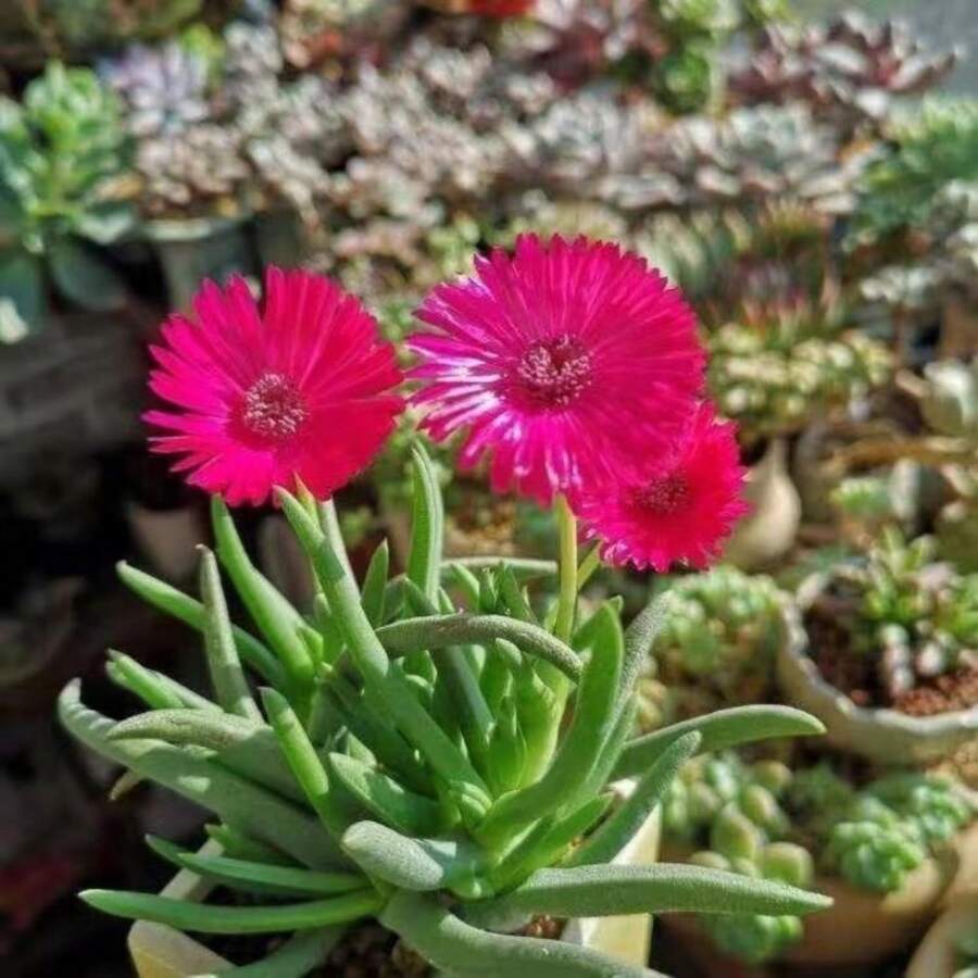 185pcs Rare Succulent Seeds - Multi-Headed Combination Office Indoor Balcony Cute Succulent Seeds - 185 - View 1