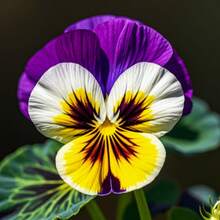 5000 Seeds Perennial Viola Johnny Jumps Up To Plant Flower Seeds - 20000+ - View 5